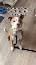 Video review of Bundle x Joy Leash & Load  by polothepittie