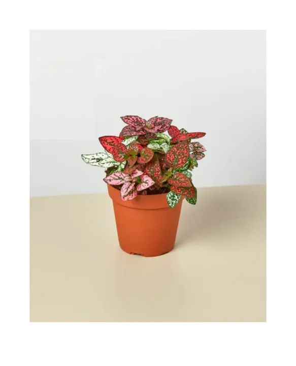 House Plant Shop Hypoestes 'Polka Dot'