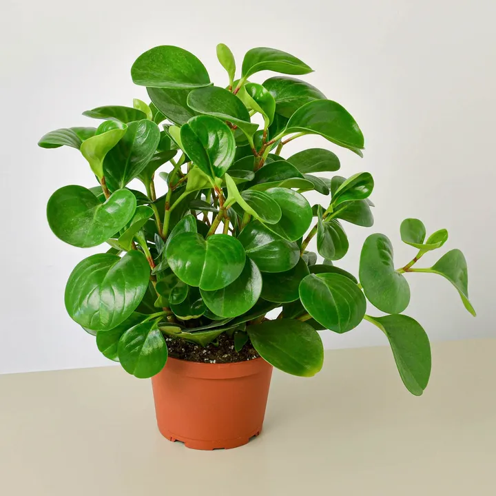 House Plant Shop Peperomia Thailand
