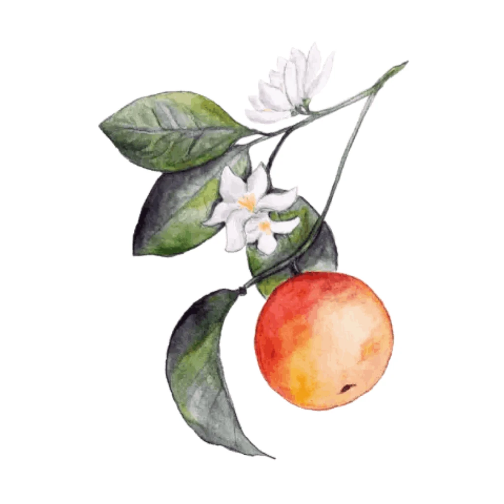 Wicked Good Perfume Neroli | Single Note
