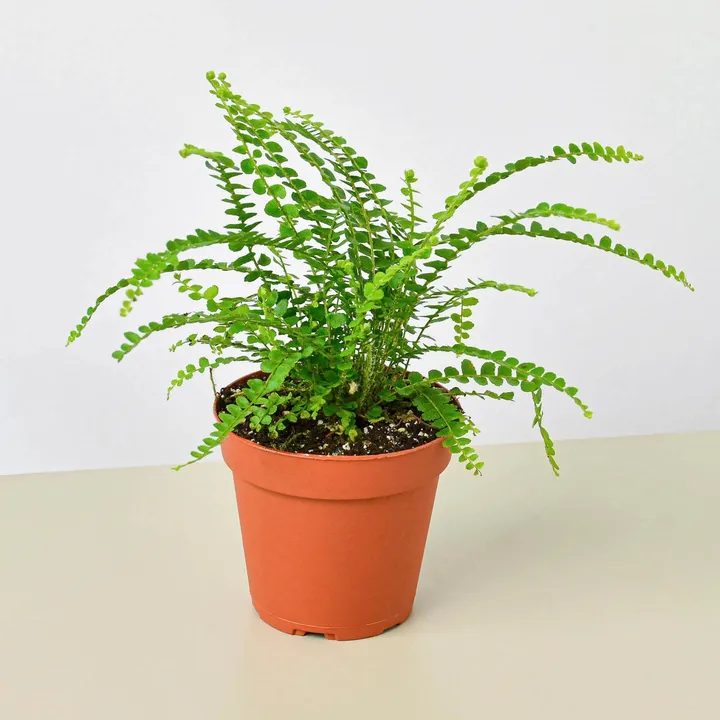 House Plant Shop Lemon Button Fern