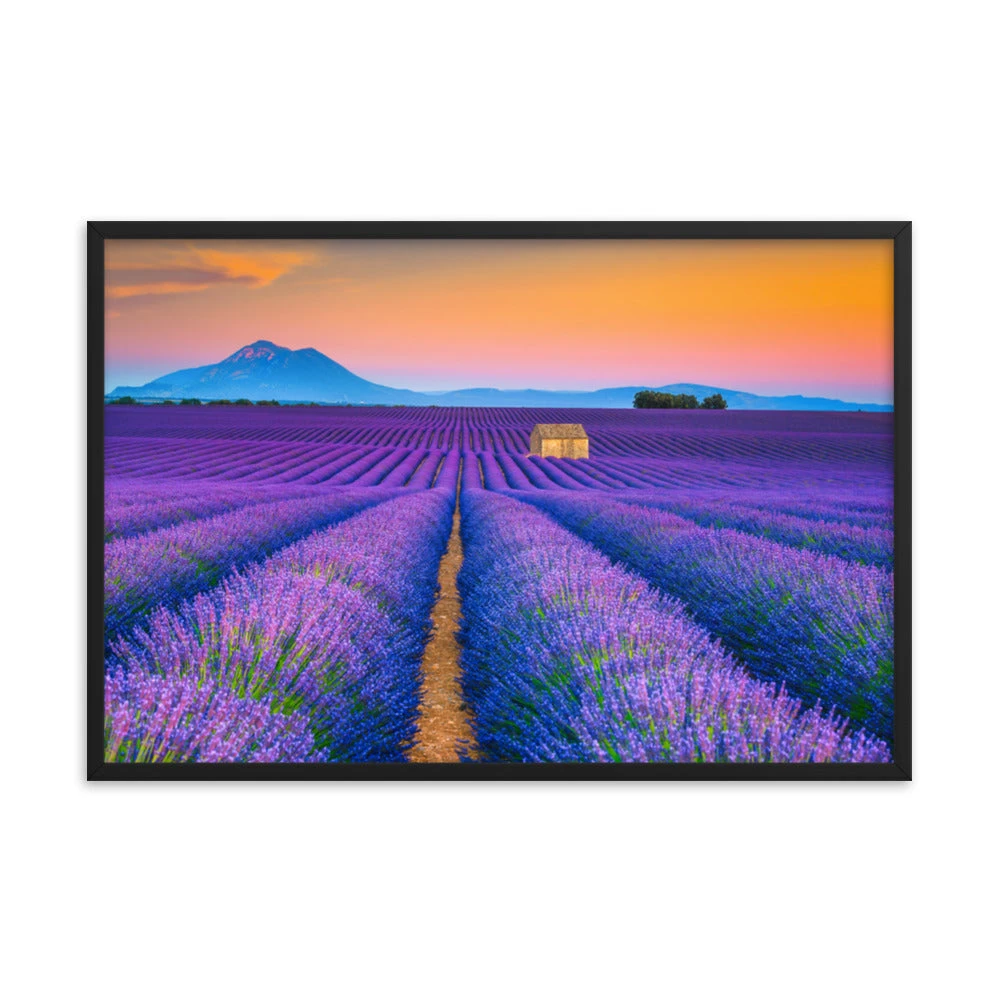 PIPA Fine Art Blooming Lavender Field & Sunset Floral Framed Photo Wall Art Prints