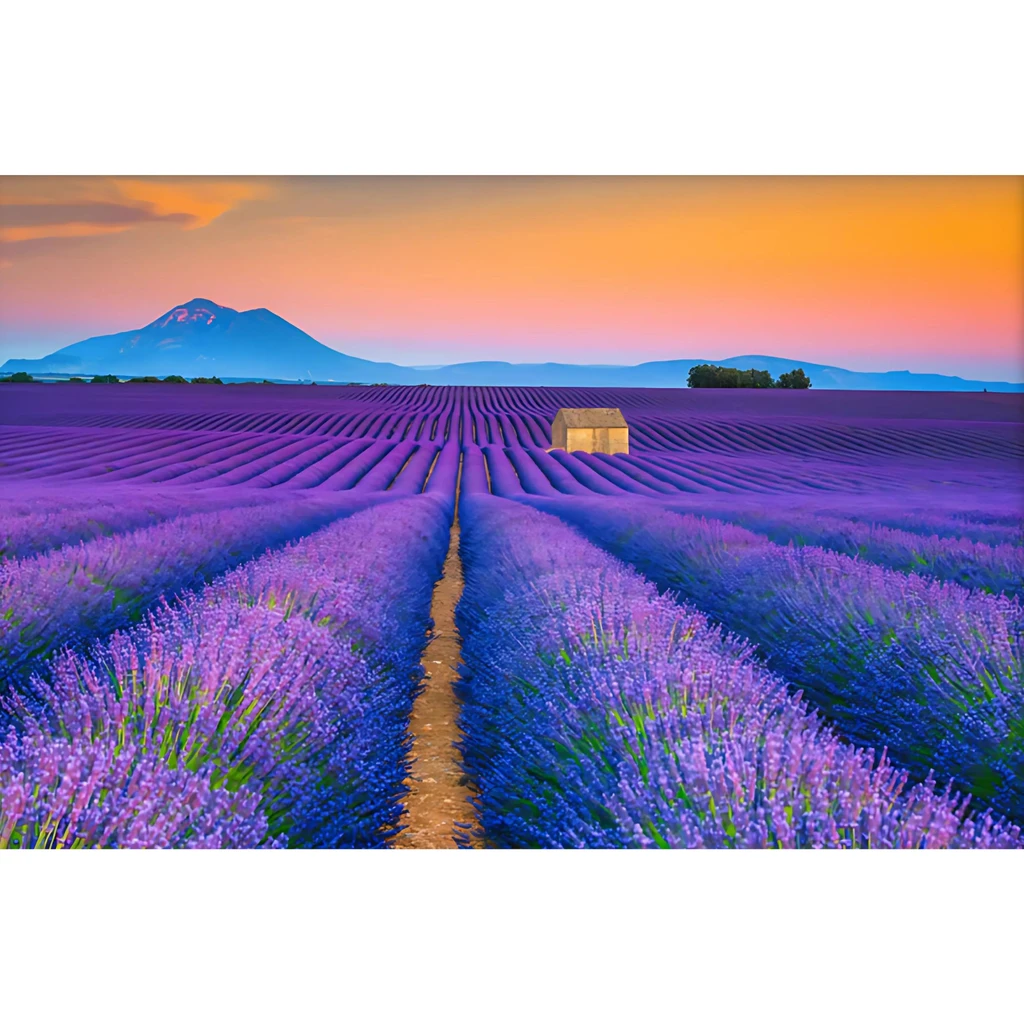 PIPA Fine Art Blooming Lavender Field & Sunset Floral Framed Photo Wall Art Prints
