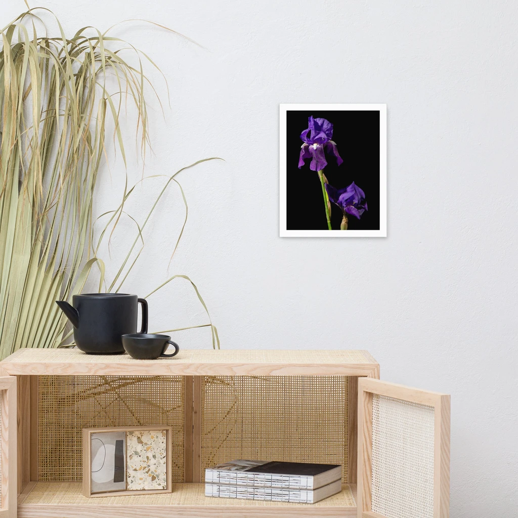 PIPA Fine Art Iris on Black Floral Wall Art - Modern Home Decor