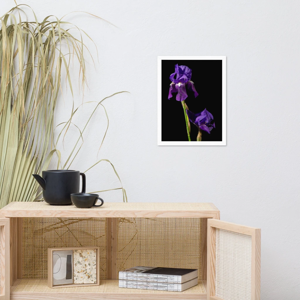 PIPA Fine Art Iris on Black Floral Wall Art - Modern Home Decor