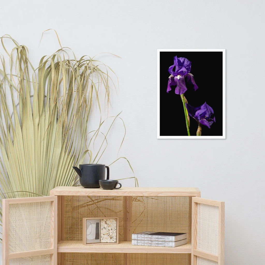 PIPA Fine Art Iris on Black Floral Wall Art - Modern Home Decor