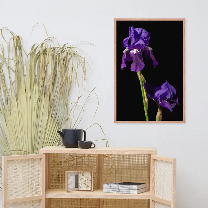 PIPA Fine Art Iris on Black Floral Wall Art - Modern Home Decor