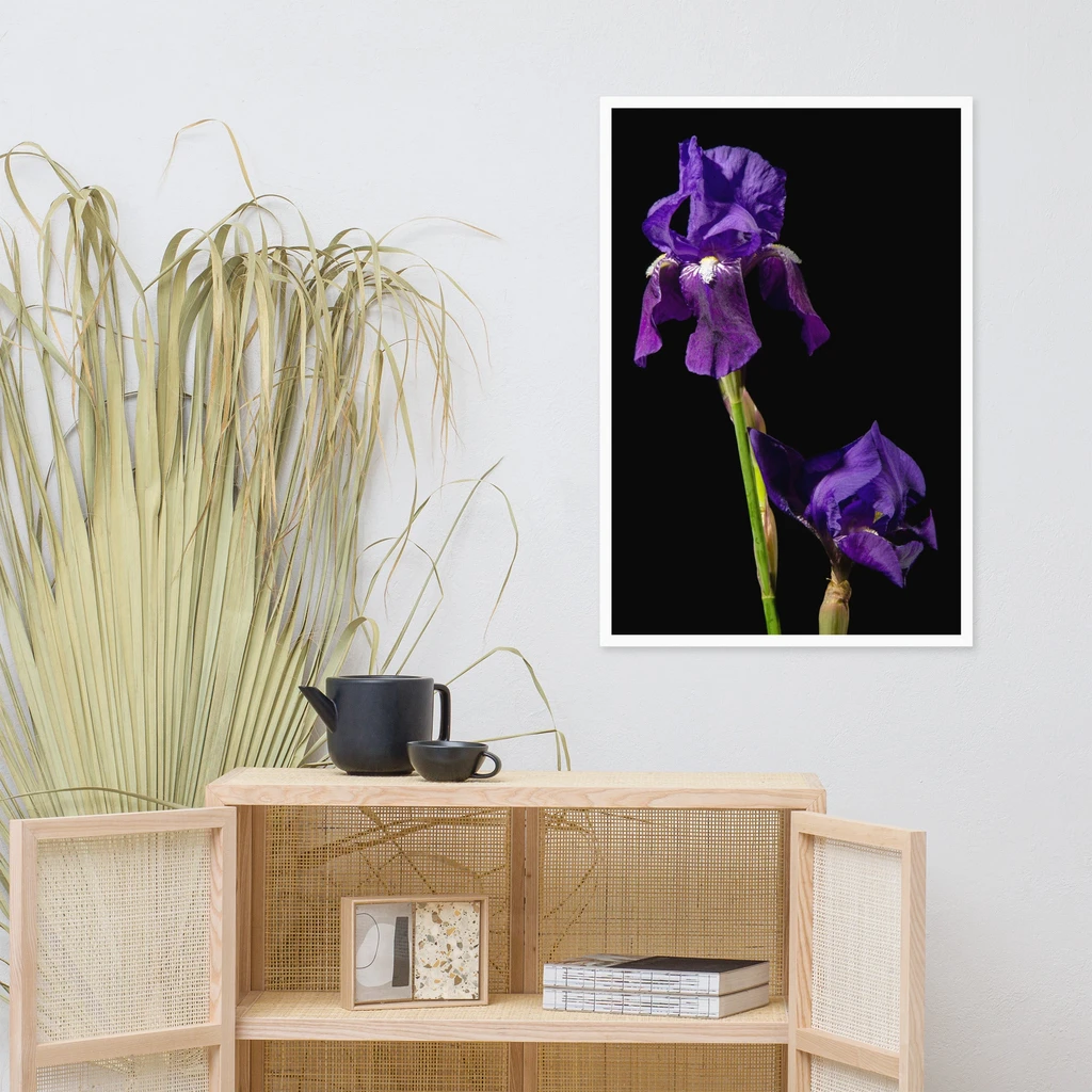 PIPA Fine Art Iris on Black Floral Wall Art - Modern Home Decor