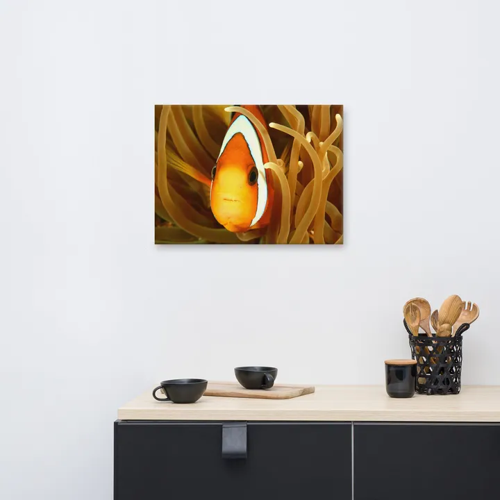 PIPA Fine Art Vibrant Clownfish Canvas Wall Art for Home Decor