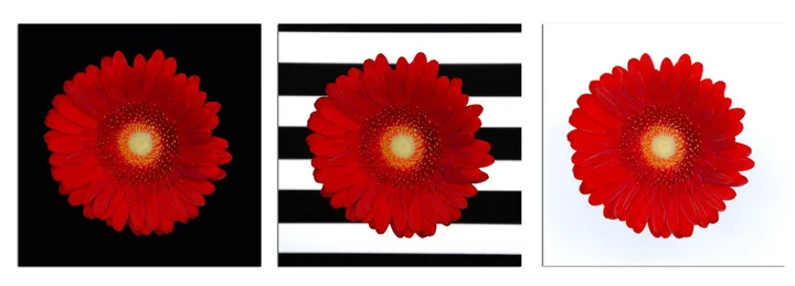 Limited Edition Gerbera Daisy Canvas Art Collection