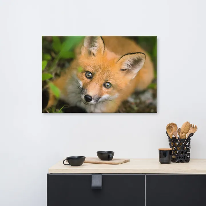 PIPA Fine Art Charming Young Red Fox Canvas Wall Art for Nature Lovers