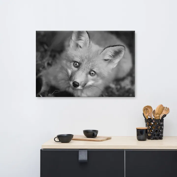 PIPA Fine Art Charming Young Red Fox Black & White Canvas Wall Art