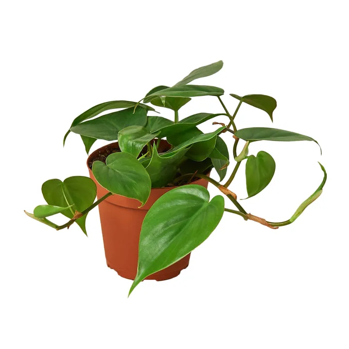 Plants & Roses Philodendron Cordatum | Low Light Trailing Plant