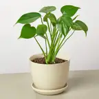 Product preview image