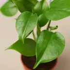 Product preview image
