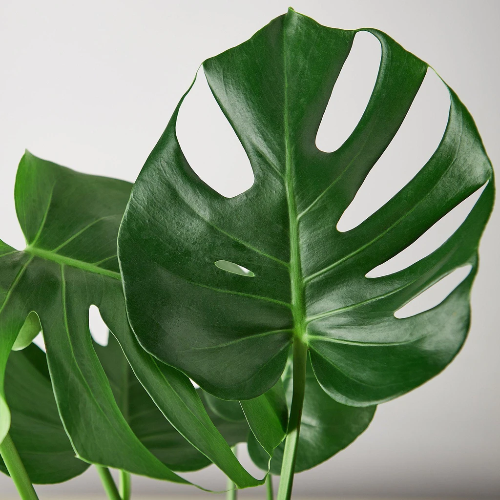 Plants & Roses Monstera ‘Split-Leaf’ | Iconic, Lush Tropical Look