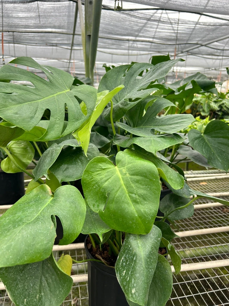 Plants & Roses Monstera ‘Split-Leaf’ | Iconic, Lush Tropical Look