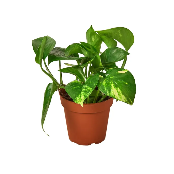 Plants & Roses Golden Pothos | Trailing, Easy-Care Hanging Vine