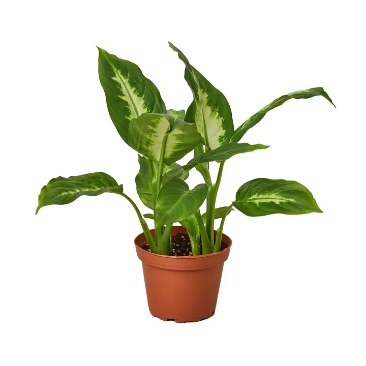 Plants & Roses Dieffenbachia Camille - Vibrant Dumb Cane Plant