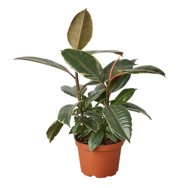 Plants & Roses Ficus Elastica 'Tineke'