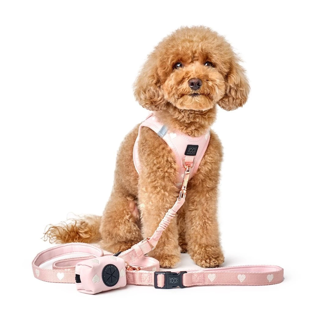 DOGISTRY Leash Set