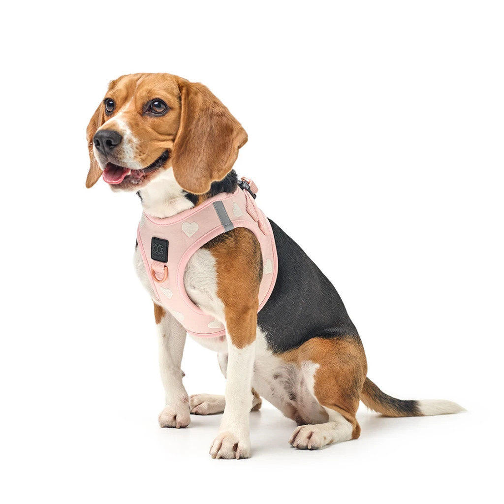 DOGISTRY Leash Set