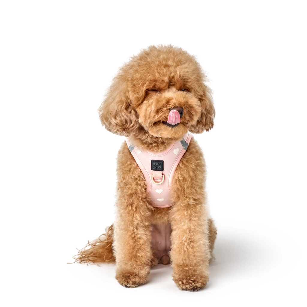DOGISTRY Leash Set