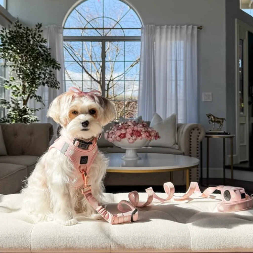 DOGISTRY Leash Set