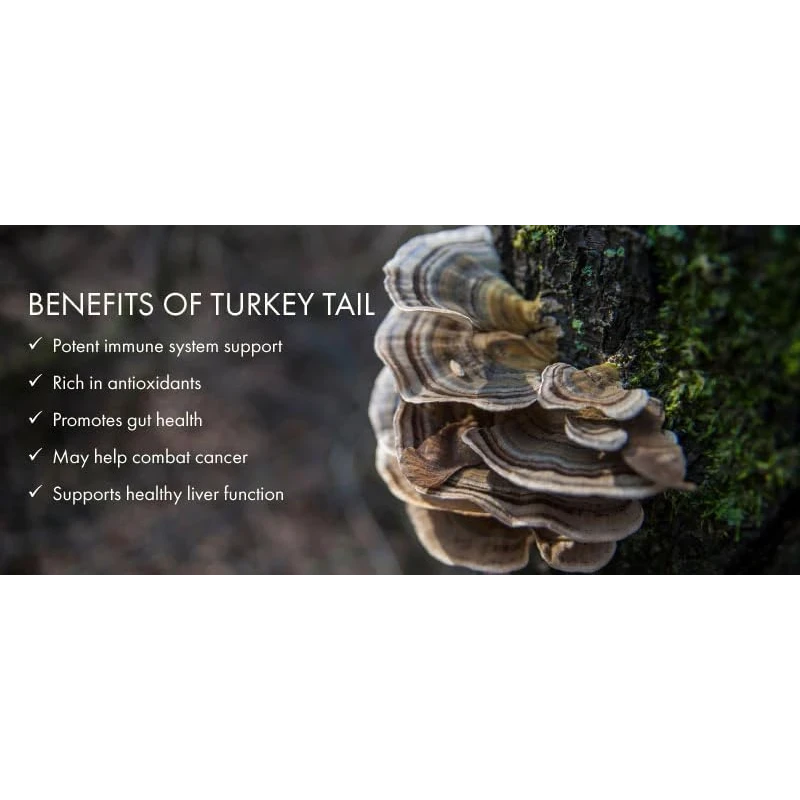 Buy The Crave Organic Non-GMO Freeze Dried Turkey Tail Mushroom Powder